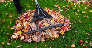 residential yard fall clean-up